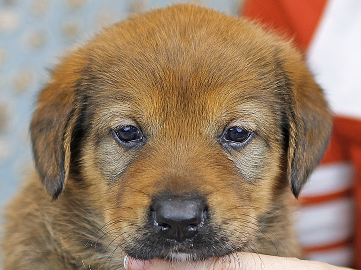chinook puppy